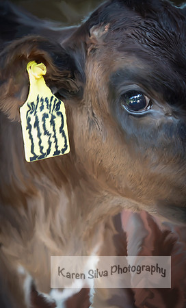 Cow Rescue #2