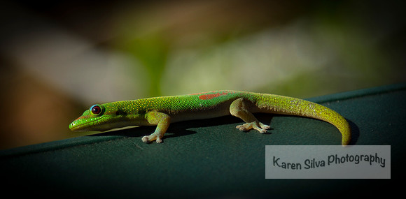 Hawaii Gecko #1