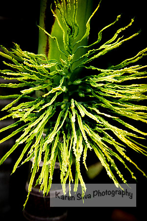 A little spiky