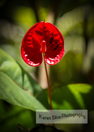 Anthurium Andraenum – flamingo Lily