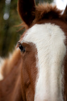 Kamalani - Beyond The Gaits Herd