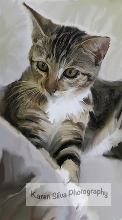 Nameless Kitten