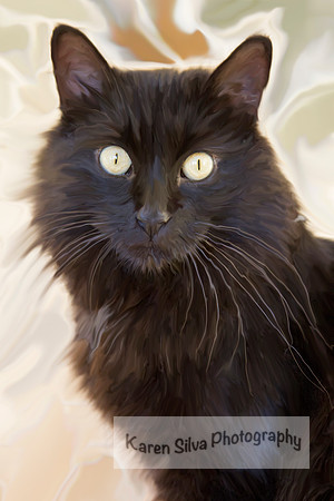 Black Beauty