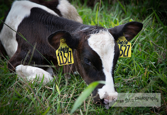 Cow Rescue #20