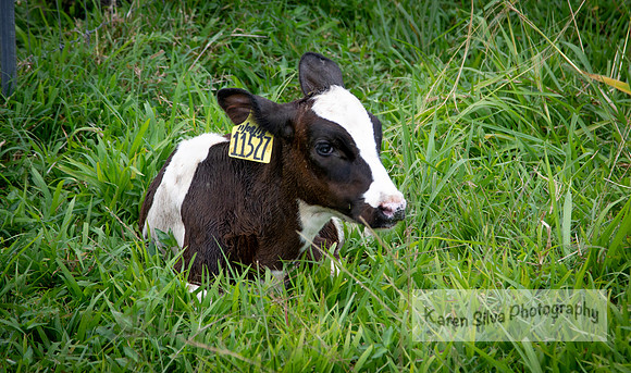 Cow Rescue