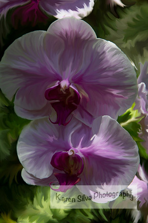 White and Purple Moth Orchid
