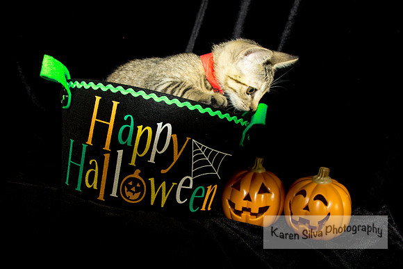 Happy Halloween Kitten
