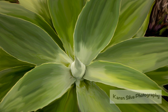 Agave