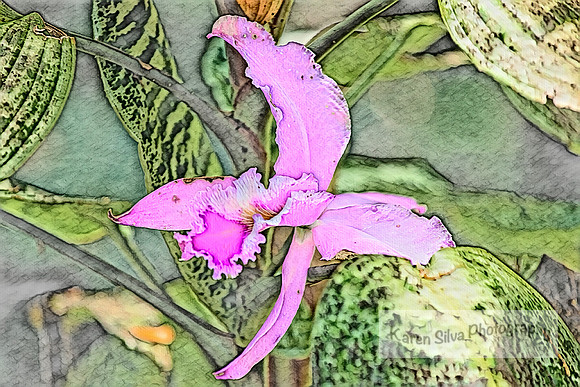 Sobralia