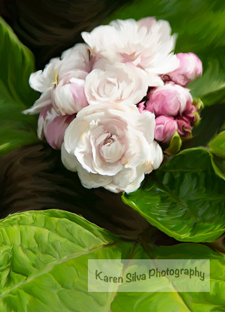 Clerodendrum Chinense