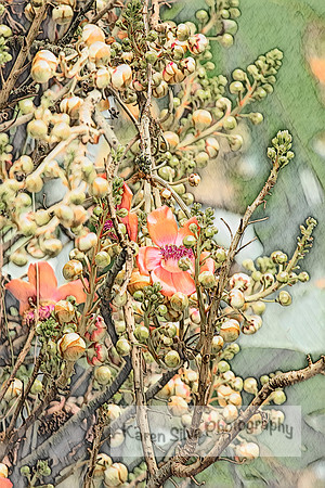 cannonball tree