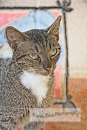 Tabby