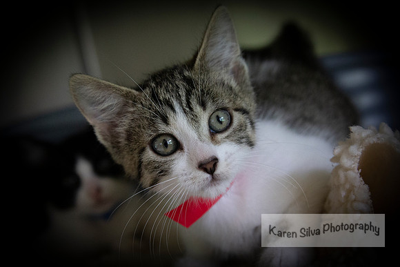 Whiskers #1
