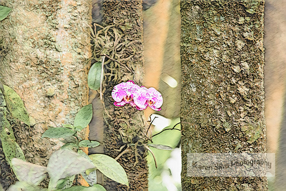 Leopard Prince Moth Orchid