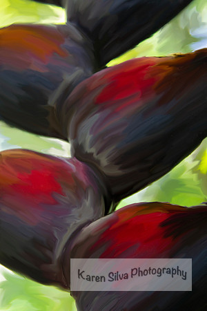 Haliconia