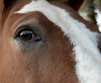 Capture in Time - Horses