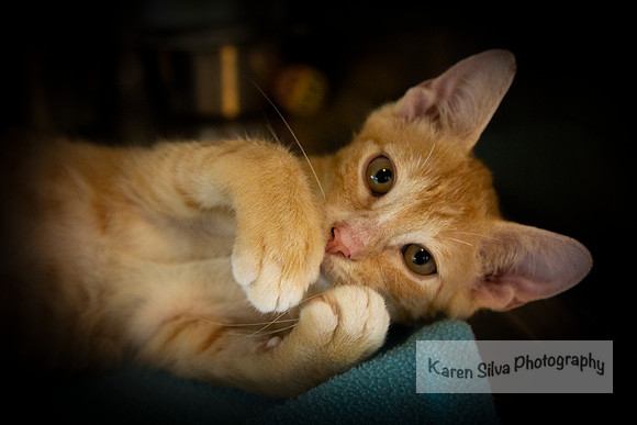 Aslan #5