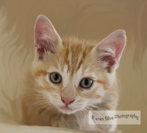 Kitty