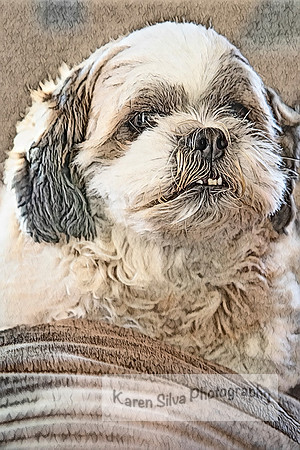 Bosco