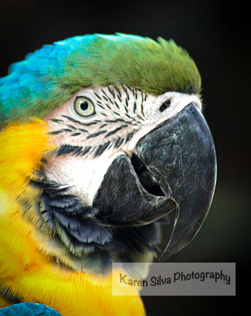 Polly