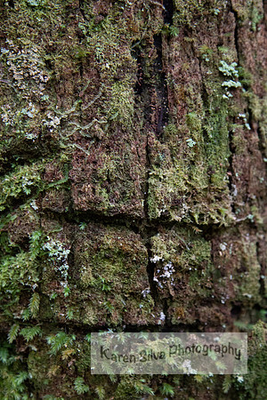 Bark