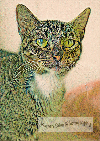 Tabby