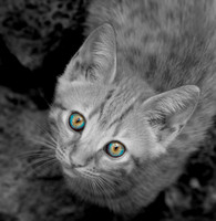 Other Effect