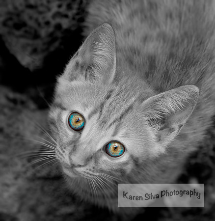 Blue Eyes
