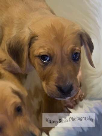 Rescue Puppy