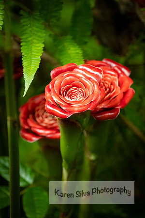 Rose of Siam