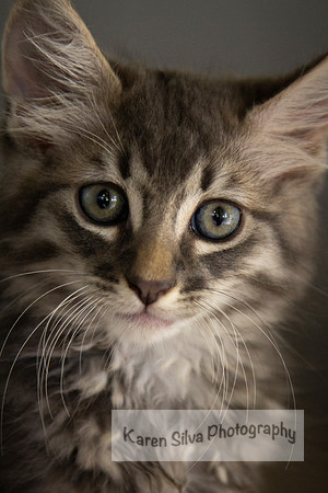 Fluffy Kitten #1