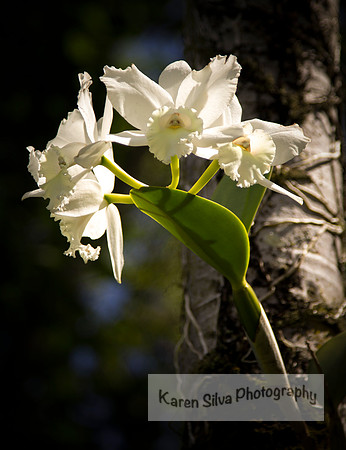Cattleya Orchids