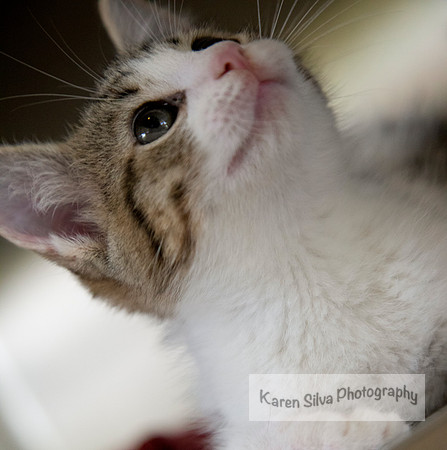Kitten