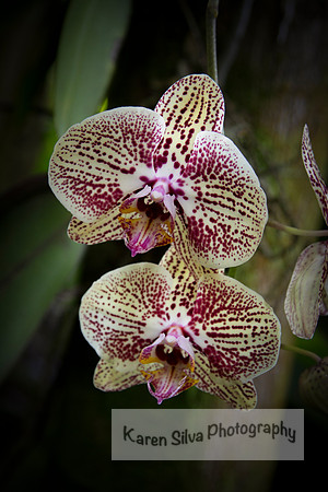 Phalaenopsis (moth) orchids