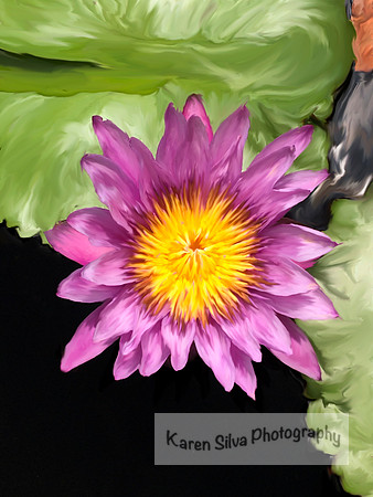 Nymphaea Nouchali  - water lily