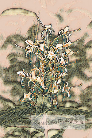 butterfly-like flowers