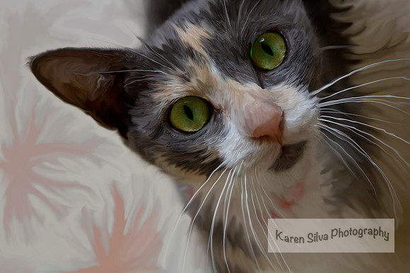 Meow #3