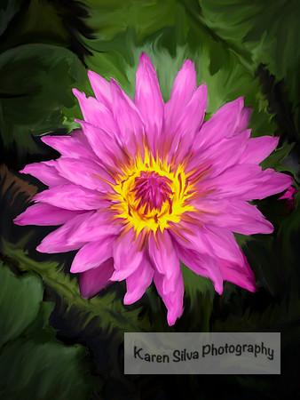 Nymphaea nouchali