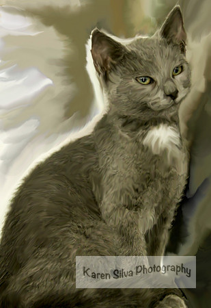 Grey Cat