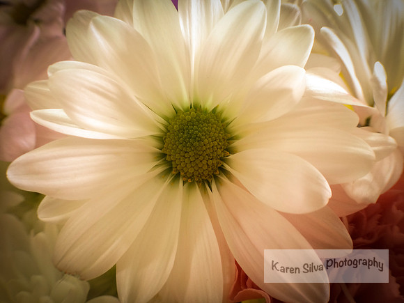 White Chrysanthemum