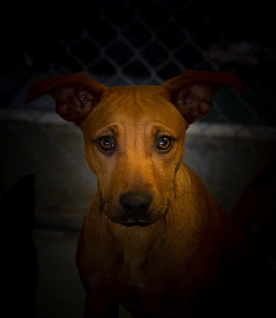 Buddy