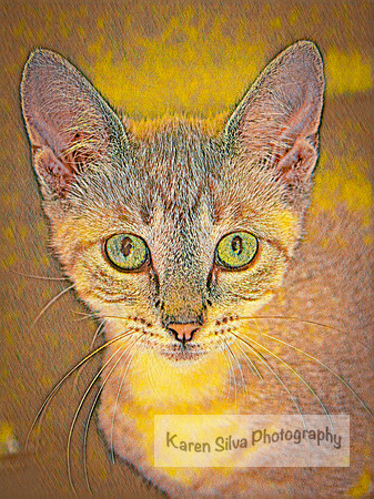 No Name