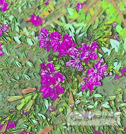False heather