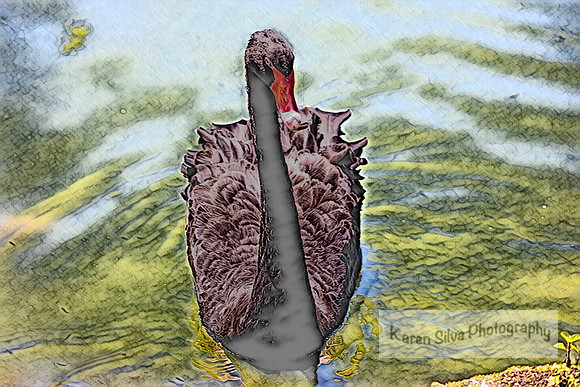 Black Swan on the Water