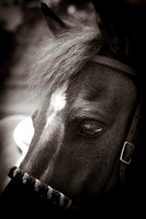 Diamond - Beyond The Gaits Herd