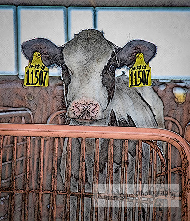 Cow Rescue #8