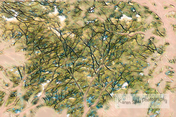 Canopy