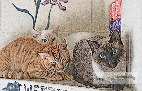 KeDa, Salt and Alpaca