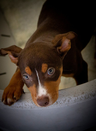 Shelter Doggie