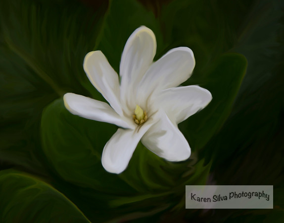 Little White Flower